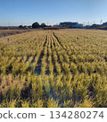 Fallow field in late autumn 1 134280274