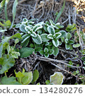 Frosted grass 134280276