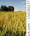 Golden rice in autumn (Sakado City) 134280277