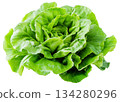 Green butterhead lettuce isolated on white background. 134280296
