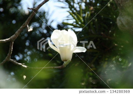 春天來了，白色的玉蘭花盛開。 134280369