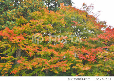 Autumn leaves of Hohsen-in 134280584