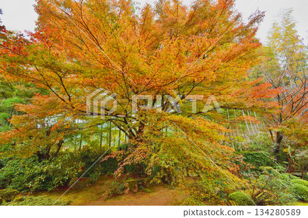 Autumn leaves of Hohsen-in Autumn leaves of Hohsen-in 134280589
