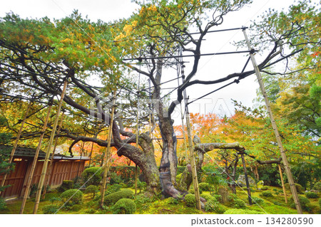 Japanese white pine and autumn leaves at Hosen-in Temple 134280590