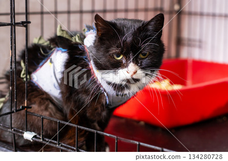 Serene scene of wounded bicolor cat healing with cautious stitches and hopeful gaze Serene scene of wounded bicolor cat healing with cautious stitches and hopeful gaze 134280728