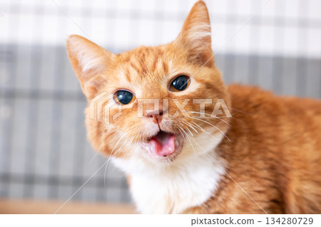 Expressive ginger cat with bright eyes and extended tongue desires caring environment Expressive ginger cat with bright eyes and extended tongue desires caring environment 134280729