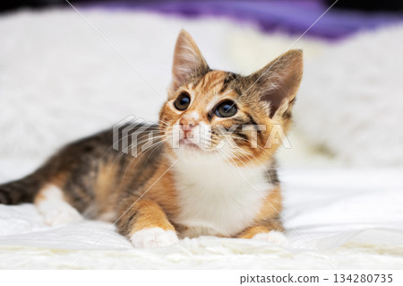Vivid patterned kitten with alert ears watches upward excitedly expecting playful interaction 134280735