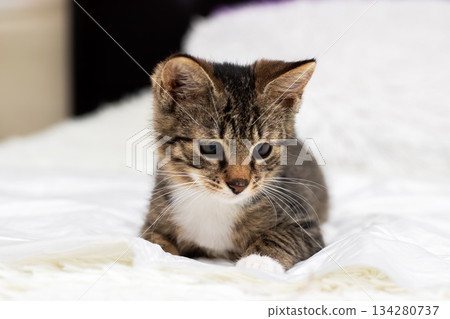 Adorable kitten with contemplative look nestled in soft white blanket during peaceful morning hours Adorable kitten with contemplative look nestled in soft white blanket during peaceful morning hours 134280737