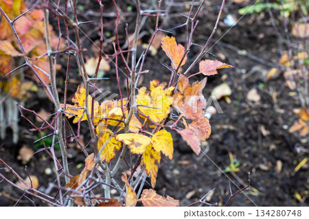 Rustic garden setting featuring leaf decay and overcast light shining through branches 134280748