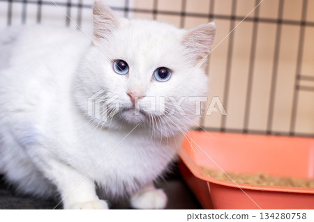 Peaceful feline awaiting adoption, Gentle feline patiently awaiting loving forever home Peaceful feline awaiting adoption, Gentle feline patiently awaiting loving forever home 134280758