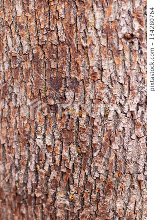 Rugged bark with lichen and moss, Weathered tree surface showcasing fissures and textures Rugged bark with lichen and moss, Weathered tree surface showcasing fissures and textures 134280764