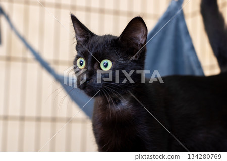 Black feline with bright green eyes demonstrating alertness and readiness for new family 134280769