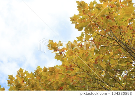 autumn autumn 134280898
