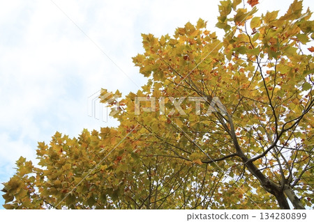 autumn autumn 134280899