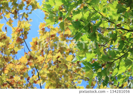 early autumn early autumn 134281056