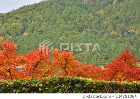 Ohara秋葉 134281064