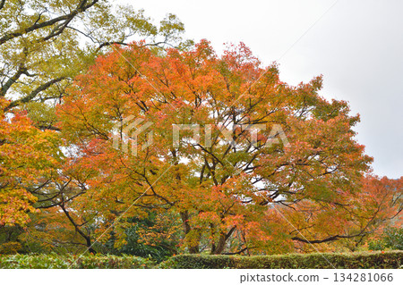 Autumn leaves of Ohara 134281066