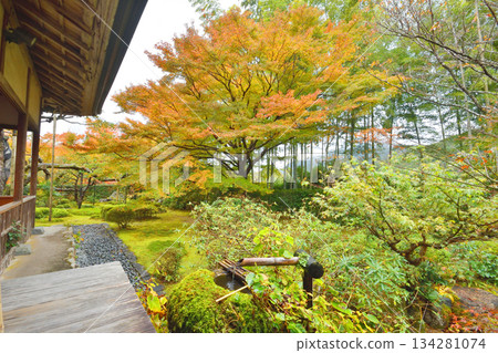 Autumn leaves of Hohsen-in 134281074