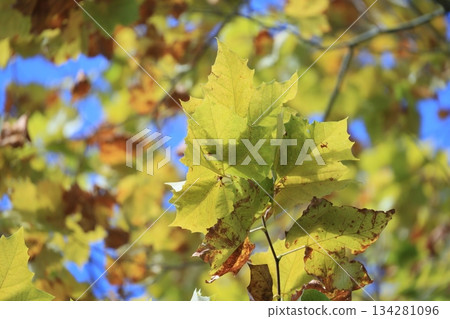 early autumn early autumn 134281096