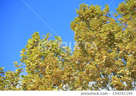 autumn autumn 134281195