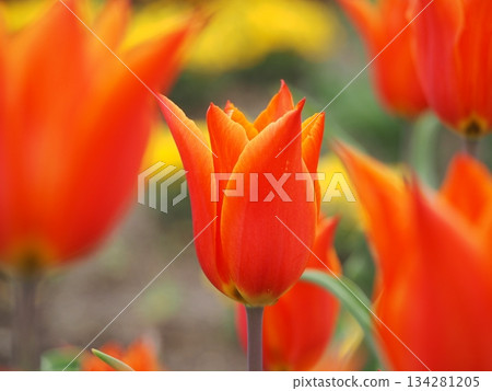 Niigata Prefecture Tulips Albirex 134281205