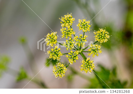 歐芹開花時 歐芹開花時 134281268