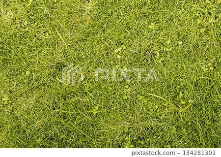 Lush Green Grass Texture. Nature background. green background. environment concept. High quality photo Lush Green Grass Texture. Nature background. green background. environment concept. High quality photo 134281301