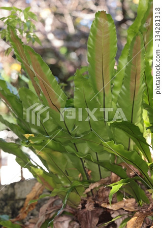 自然植物:條紋大谷渡,位於那霸市的一個公園。它生長在步道的石牆上。 自然植物:條紋大谷渡,位於那霸市的一個公園。它生長在步道的石牆上。 134281318