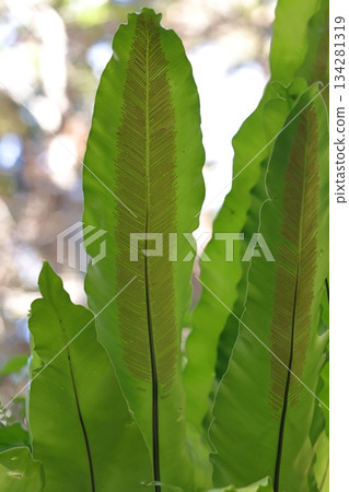 自然植物誌摩大谷渡,雖然也有其他植物看起來相似,但志摩品種的孢子囊寬度不到葉子寬度的一半。 自然植物誌摩大谷渡,雖然也有其他植物看起來相似,但志摩品種的孢子囊寬度不到葉子寬度的一半。 134281319