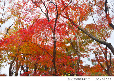 Autumn leaves of Ohara 134281353