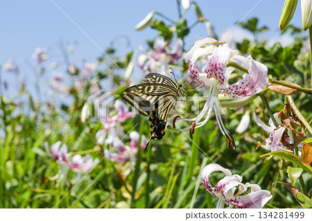 小色島上，百合花和鳳蝶競相綻放。 134281499
