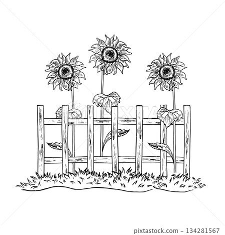 Growing sunflowers near a wooden fence. Black and white hand-drawn vector graphics. For design solutions, postcards, labels, and packaging. For banners, posters, and more. 134281567
