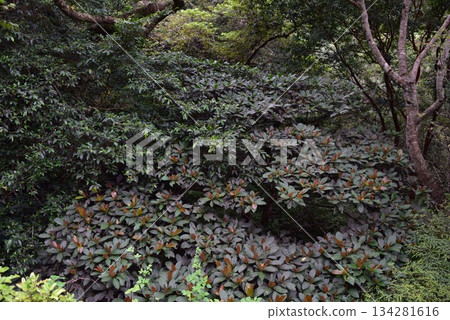 The winter greenery of Amami Oshima 134281616