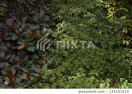 The winter greenery of Amami Oshima The winter greenery of Amami Oshima 134281618