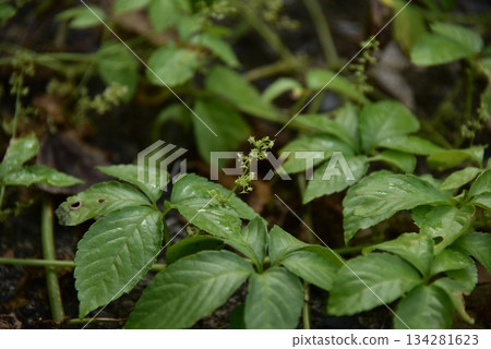 The winter greenery of Amami Oshima The winter greenery of Amami Oshima 134281623