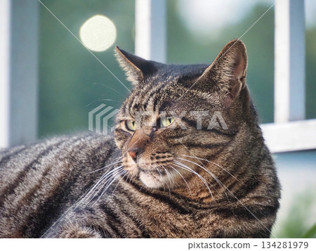 望著的貓 134281979