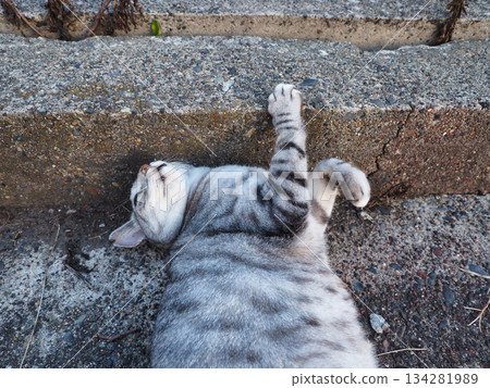 睡貓 睡貓 134281989