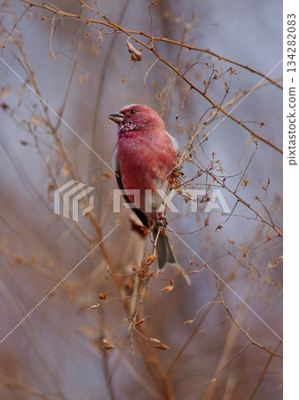 Little Santa Claus Little Santa Claus 134282083