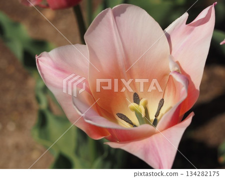 Pink Tulips Sane 134282175