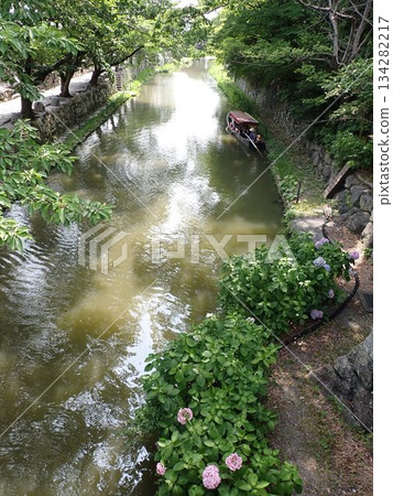 Summer flowers blooming in Hachimanbori 134282217