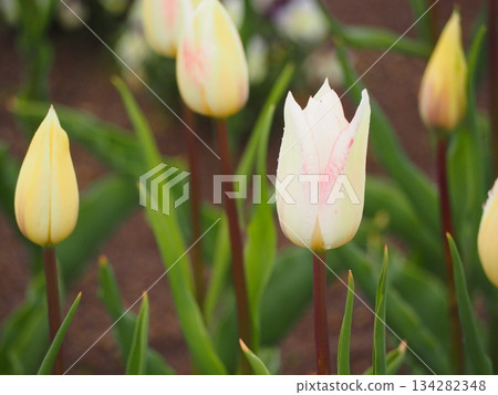 Niigata Prefecture Tulips Spring Fantasy 134282348