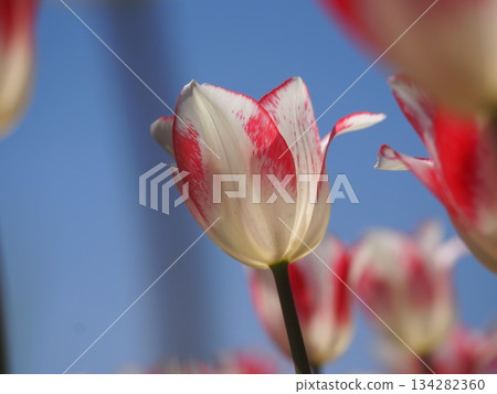 Niigata Prefecture Tulips Spring Fantasy Niigata Prefecture Tulips Spring Fantasy 134282360