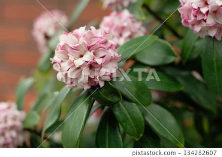 沉花花 沉花花 134282607