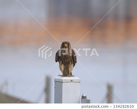 A kestrel perched on a post by the river 134282610