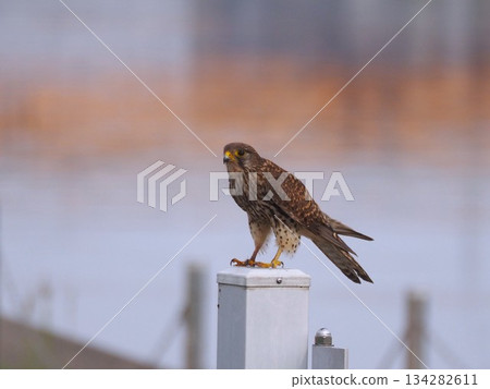 A kestrel perched on a post by the river 134282611