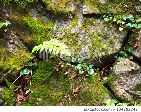Moss stone wall 134282742
