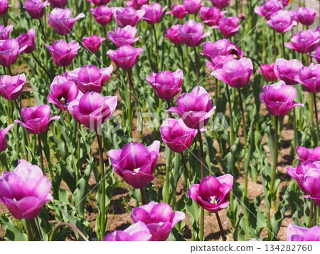 新潟縣鬱金香：雪紫 134282760