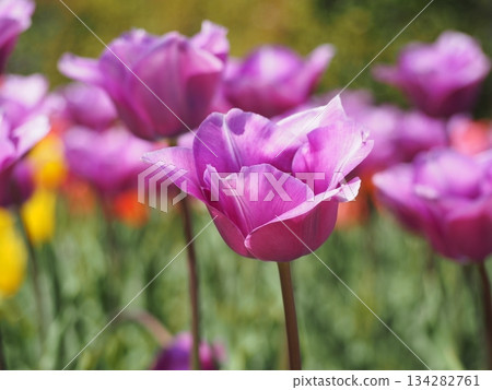 新潟縣鬱金香：雪紫 134282761