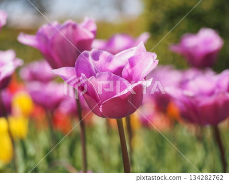 新潟縣鬱金香：雪紫 134282762