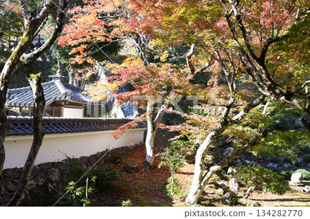 秋葉和綠楓樹 秋葉和綠楓樹 134282770